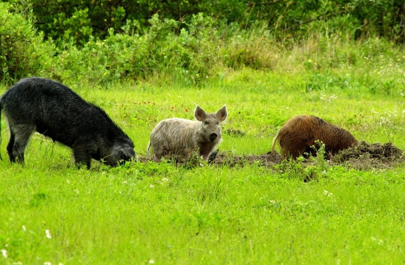 Feral hogs are leaving a path of destruction across Texas, one meal at a time.