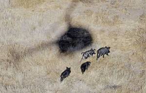 Photo - The shadow of Kyle Lange’s helicopter hovers over feral pigs near Mertzon, Texas. AP PHOTO